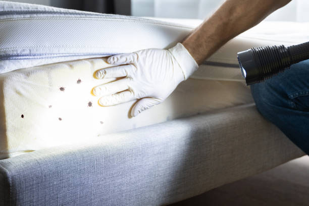 Best Pest Inspection Near Me  in Allison, IA
