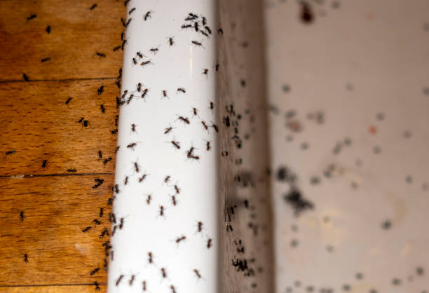 Pest Prevention Services in Allison, IA
