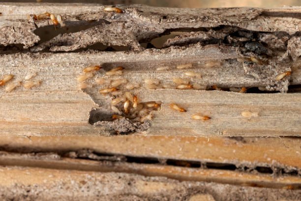 Best Best Pest Control Companies  in Allison, IA