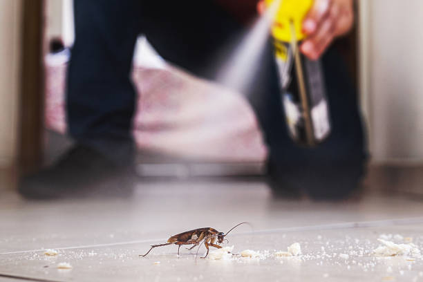 Best Ant Control Services  in Allison, IA