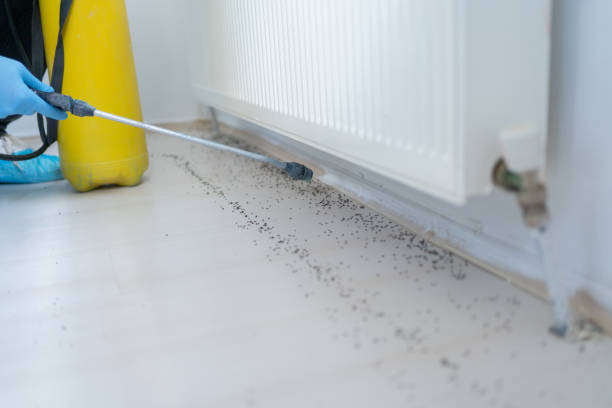 Reliable Allison, IA Pest Control Solutions