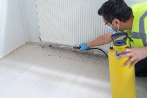 Best Wasp Removal Services  in Allison, IA
