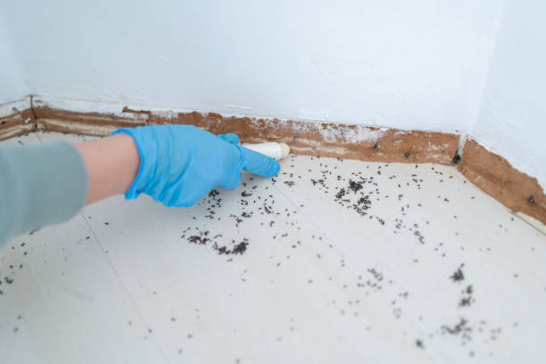 Best Cockroach Control Services  in Allison, IA